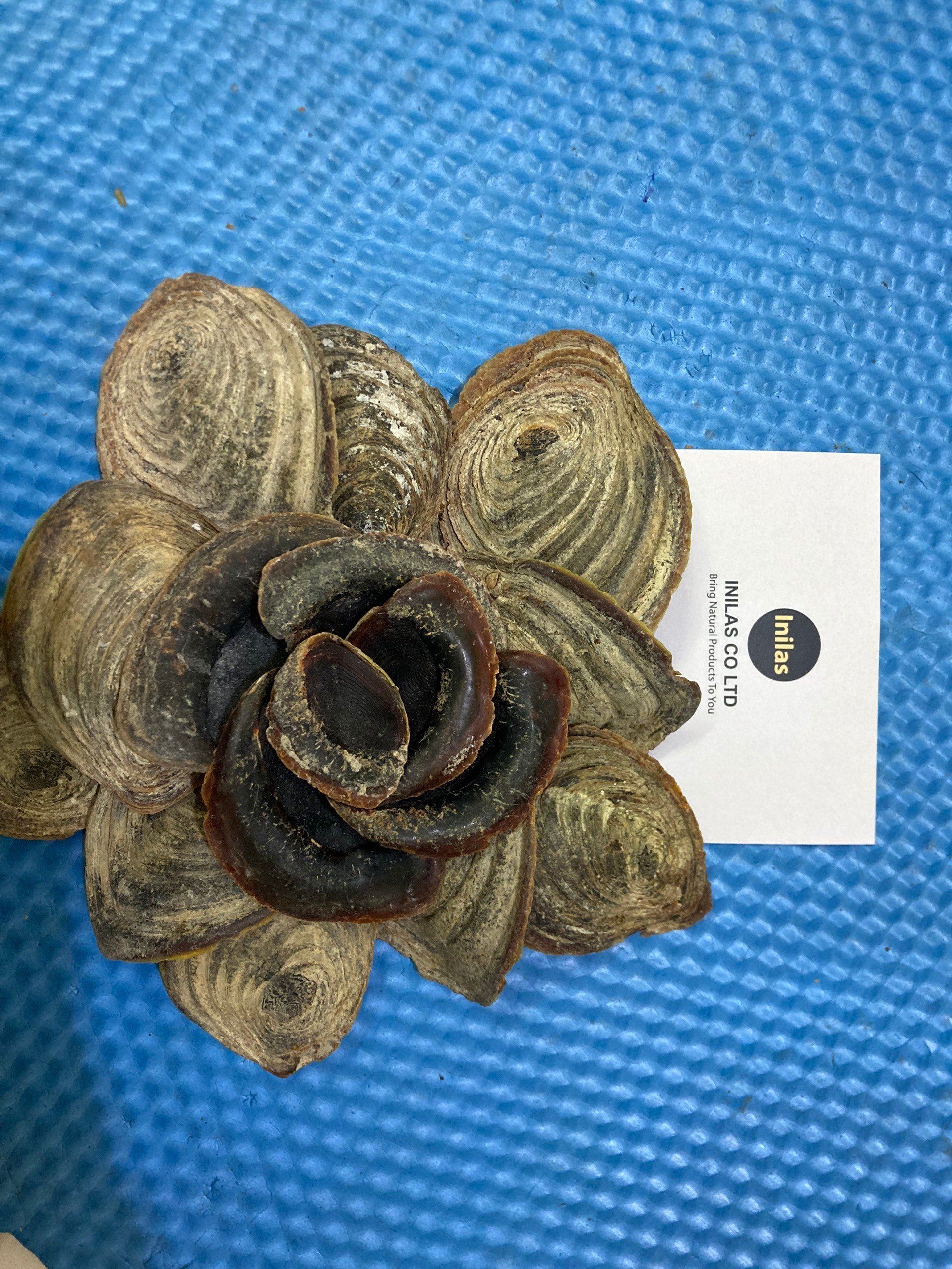 Mài ốc